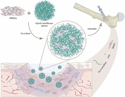 Injectable hybrid nanofibrous spheres made of PLA and nano-hydroxyapatite for cell delivery and osteogenic induction